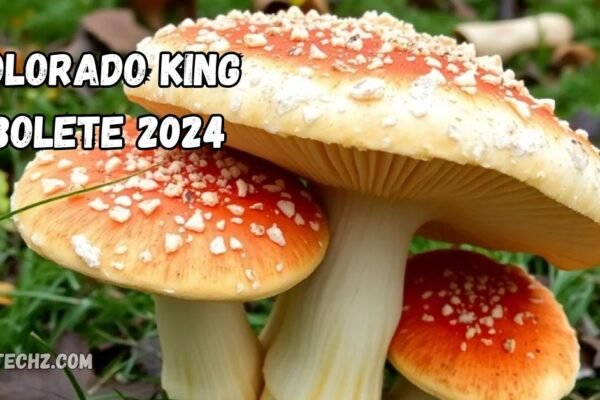 colorado king bolete 2024