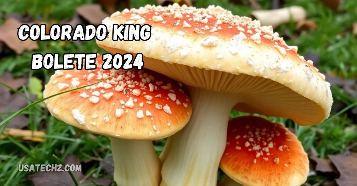 colorado king bolete 2024